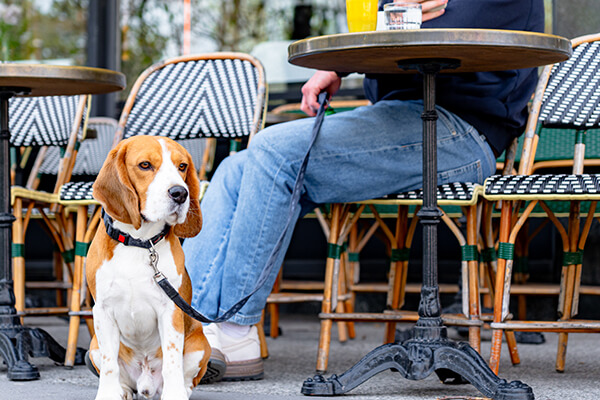 Dog-friendly patio in Grand Rapids